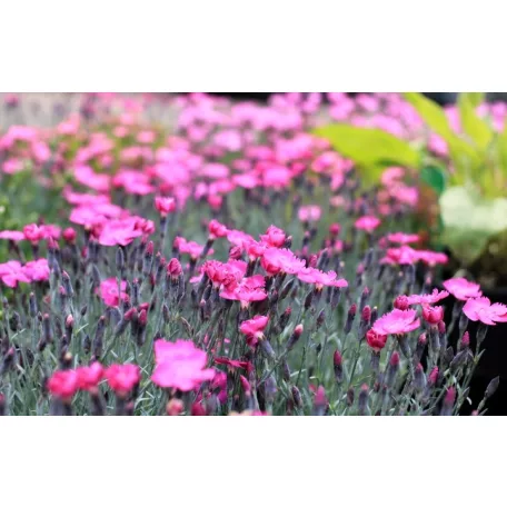 Pünkösdi szegfű Dianthus Whatfield Magenta P13