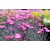 Pünkösdi szegfű Dianthus Whatfield Magenta P13