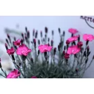 Pünkösdi szegfű Dianthus Whatfield Magenta P13