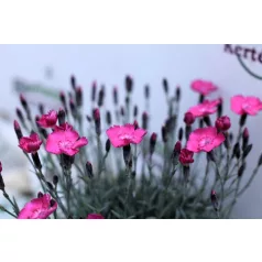 Pünkösdi szegfű Dianthus Whatfield Magenta P13
