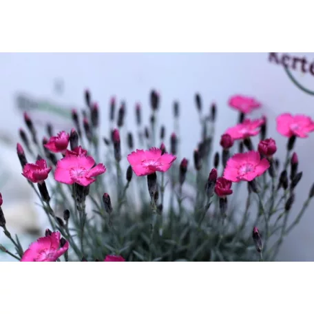 Pünkösdi szegfű Dianthus Whatfield Magenta P13