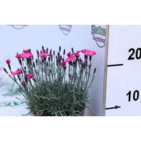 Pünkösdi szegfű Dianthus Whatfield Magenta P13