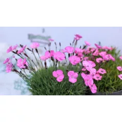 Pünkösdi szegfű válogatás Dianthus Overig P13
