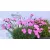 Pünkösdi szegfű válogatás Dianthus Overig P13