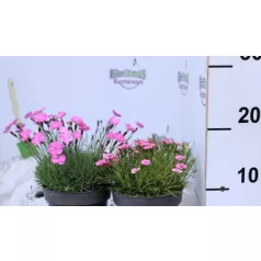 Pünkösdi szegfű válogatás Dianthus Overig P13