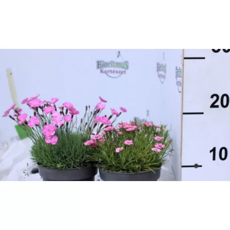 Pünkösdi szegfű válogatás Dianthus Overig P13
