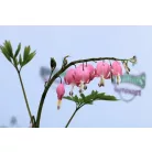 Szívvirág Dicentra spectabilis Rose P17