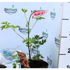 Szívvirág Dicentra spectabilis Rose P17
