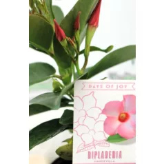 Tölcsérjázmin Dipladenia Rio P10.5
