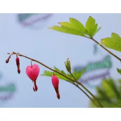   Sárga levelű szívvirág Dicentra spectabilis Yellow Leaf 19 cm c