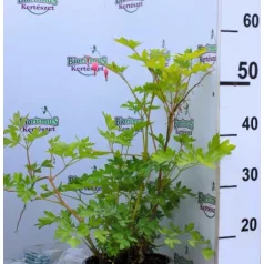   Sárga levelű szívvirág Dicentra spectabilis Yellow Leaf 19 cm c
