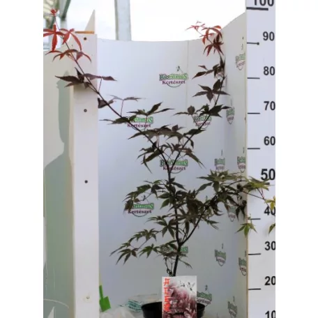 Japán juhar Acer Red Emperor C3