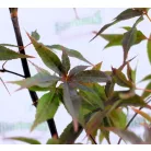 Japán juhar Acer Red Emperor C3