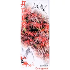 Japán juhar Acer Orangeola C3