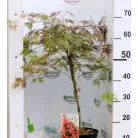 Japán juhar Acer Orangeola C3