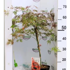 Japán juhar Acer Orangeola C3