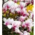 Liliomfa, Nagyvirágú liliomfa / Fehér virágú liliomfa Magnolia Soulangeana P17