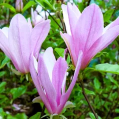 Rózsaszín virágú liliomfa Magnolia George Henry Kern P17