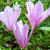 Rózsaszín virágú liliomfa Magnolia George Henry Kern P17