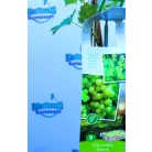 Fehér borszőlő Vitis vinifera Solaris P11