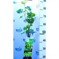 Fehér borszőlő Vitis vinifera Solaris P11