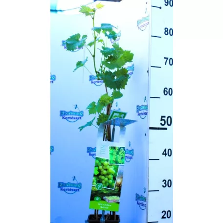 Fehér borszőlő Vitis vinifera Solaris P11