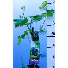 Piros csemegeszőlő Vitis vinifera Boskoop Glory P11