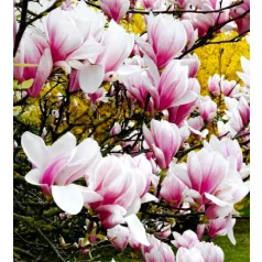   Liliomfa, Nagyvirágú liliomfa / Fehér virágú liliomfa Magnolia Soulangeana 2 lit