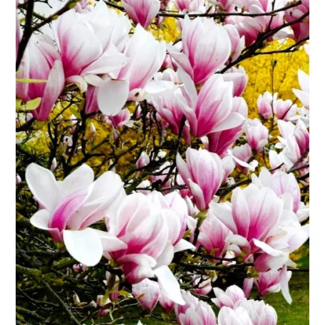 Liliomfa, Nagyvirágú liliomfa / Fehér virágú liliomfa Magnolia Soulangeana 2 lit