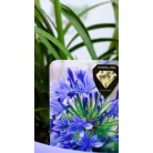 Szerelemvirág kék Agapanthus Crystal Line Blue 6 st.19 cm cserép