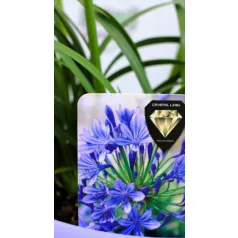   Szerelemvirág kék Agapanthus Crystal Line Blue 6 st.19 cm cserép