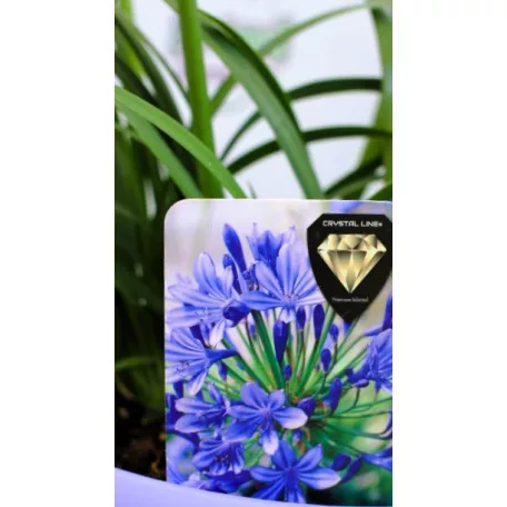 Szerelemvirág kék Agapanthus Crystal Line Blue 6 st.19 cm cserép