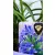 Szerelemvirág kék Agapanthus Crystal Line Blue 6 st.19 cm cserép
