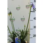 Szerelemvirág kék Agapanthus Crystal Line Blue 6 st.19 cm cserép