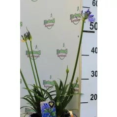   Szerelemvirág kék Agapanthus Crystal Line Blue 6 st.19 cm cserép