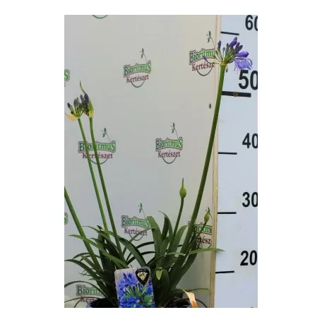 Szerelemvirág kék Agapanthus Crystal Line Blue 6 st.19 cm cserép