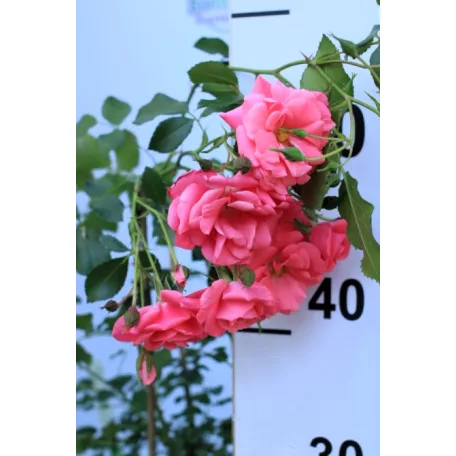 Bad Birnbach ágyásrózsa 17 cm cserép