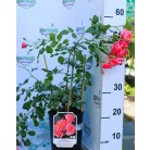 Bad Birnbach ágyásrózsa 17 cm cserép