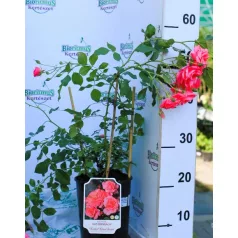 Bad Birnbach ágyásrózsa 17 cm cserép