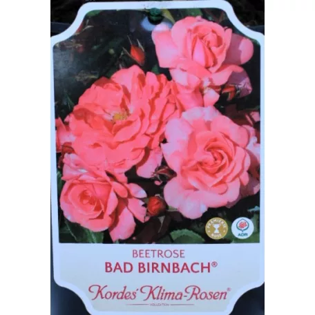 Bad Birnbach ágyásrózsa 17 cm cserép