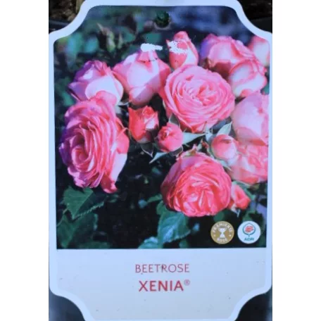 Xenia ágyásrózsa 17 cm cserép