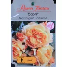Capri tearózsa 17 cm cserép