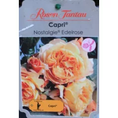 Capri tearózsa 17 cm cserép