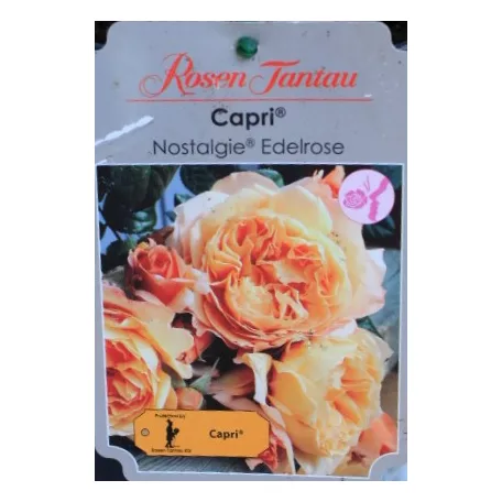 Capri tearózsa 17 cm cserép