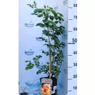 Capri tearózsa 17 cm cserép