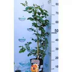 Capri tearózsa 17 cm cserép