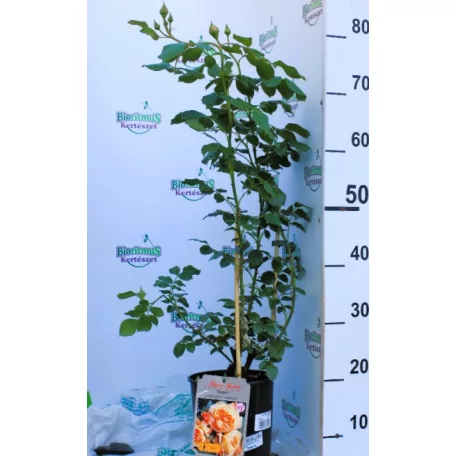 Capri tearózsa 17 cm cserép