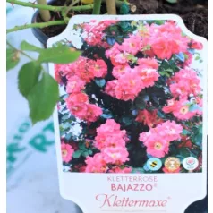 Bajazzo futórózsa 17 cm cserép