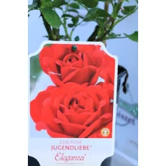 Jugendliebe tearózsa 17 cm cserép