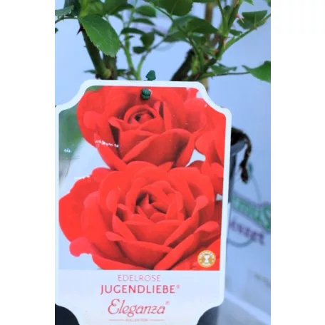 Jugendliebe tearózsa 17 cm cserép